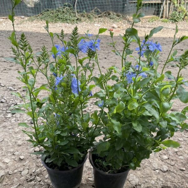 藍雪花（Plumbago auriculata）：圖片 3