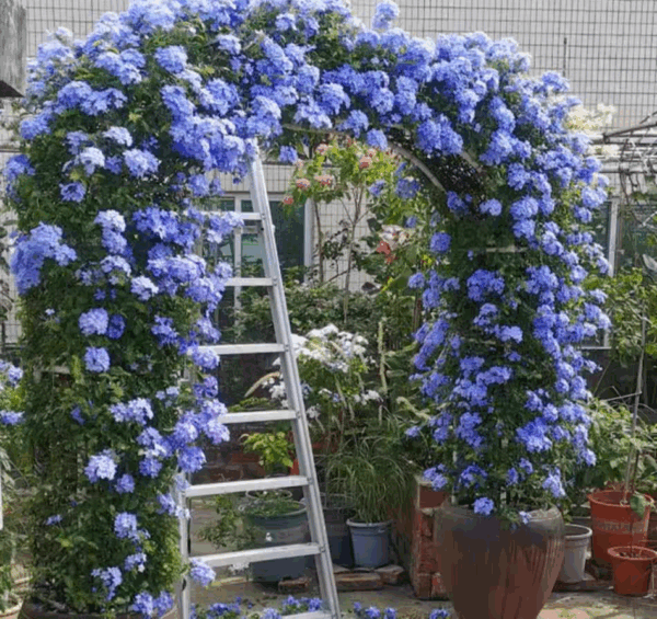 藍雪花（Plumbago auriculata）：圖片 2