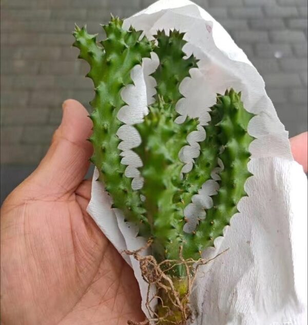 豹皮花