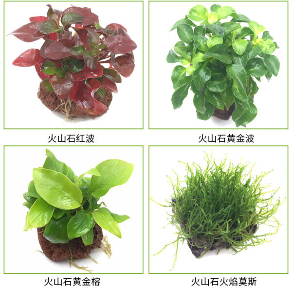 火山石定植水榕｜免底砂設計・低光耐陰水草：圖片 2