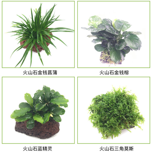 火山石定植水榕｜免底砂設計・低光耐陰水草：圖片 10