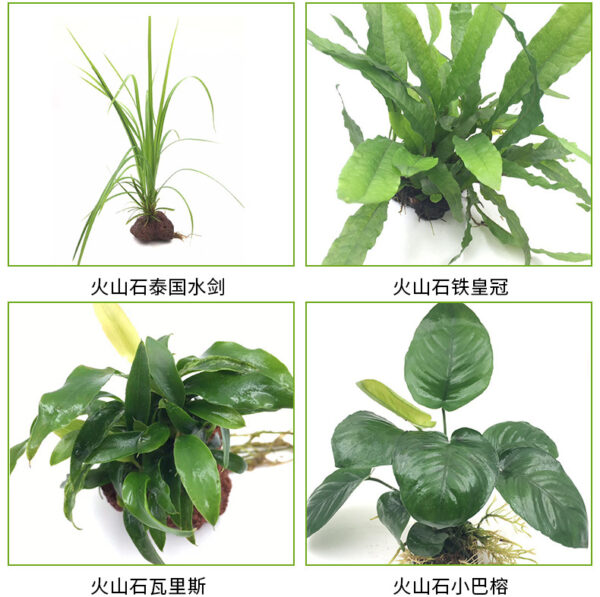 火山石定植水榕｜免底砂設計・低光耐陰水草：圖片 9