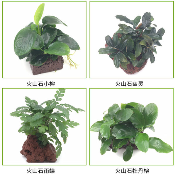 火山石定植水榕｜免底砂設計・低光耐陰水草：圖片 8