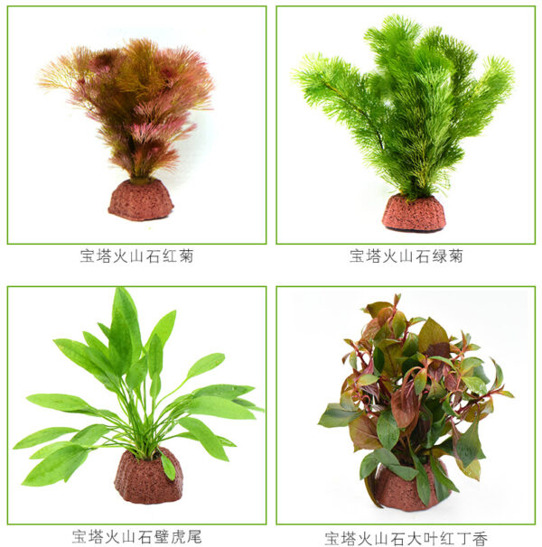 火山石定植水榕｜免底砂設計・低光耐陰水草：圖片 3