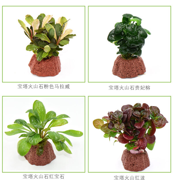 火山石定植水榕｜免底砂設計・低光耐陰水草：圖片 5