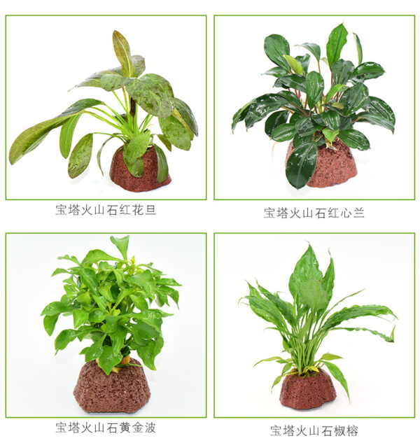 火山石定植水榕｜免底砂設計・低光耐陰水草：圖片 4