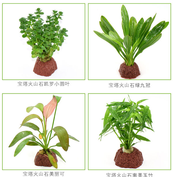火山石定植水榕｜免底砂設計・低光耐陰水草：圖片 6