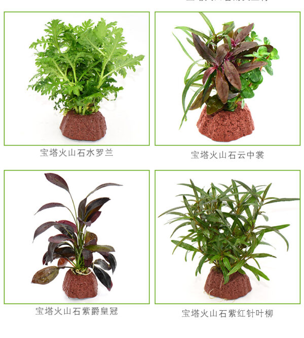 火山石定植水榕｜免底砂設計・低光耐陰水草：圖片 7