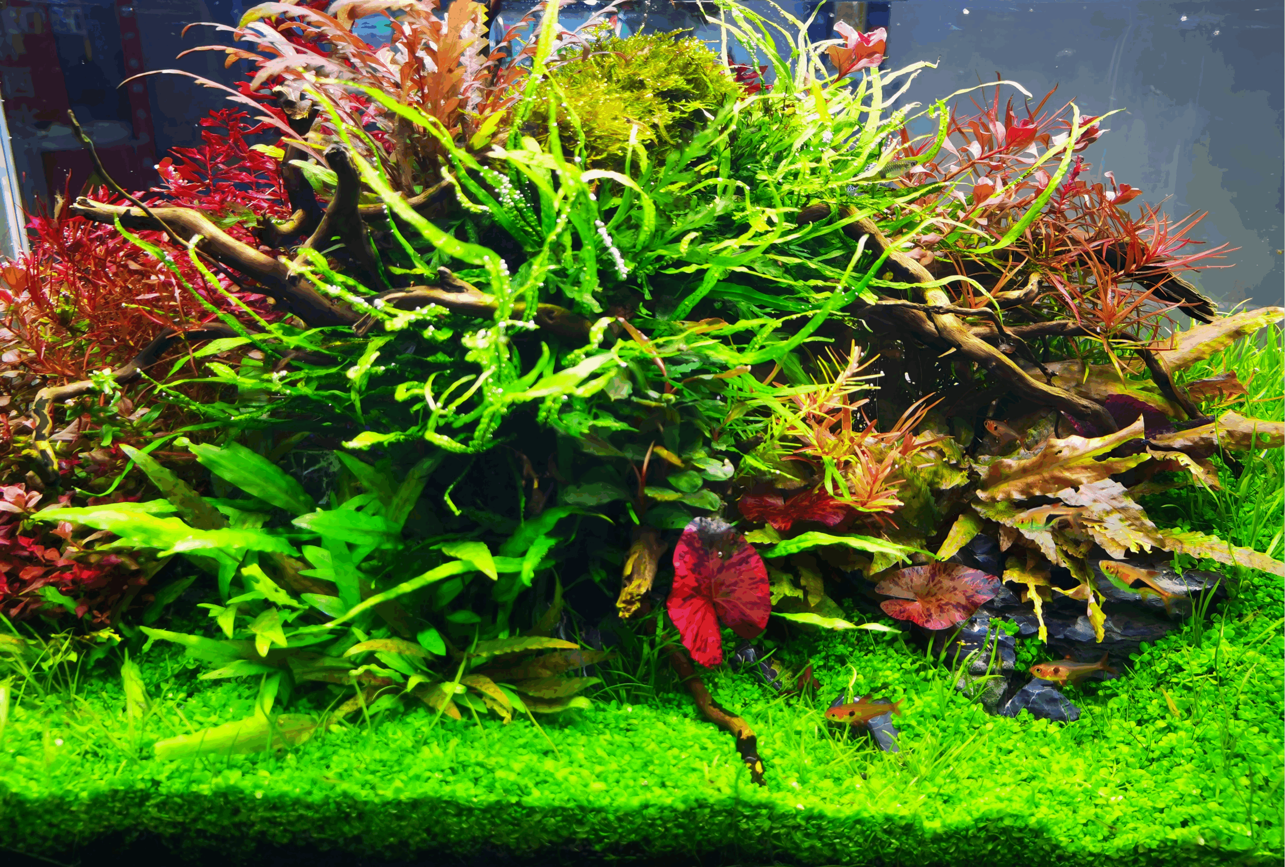 草缸設立教學 新手草缸指南 如何建立草缸 水草缸佈景教學 草缸步驟詳解