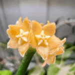 棒葉毬蘭 Hoya spartioides