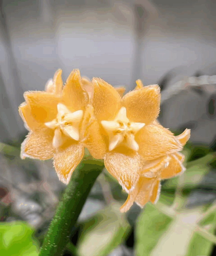 棒葉毬蘭 Hoya spartioides
