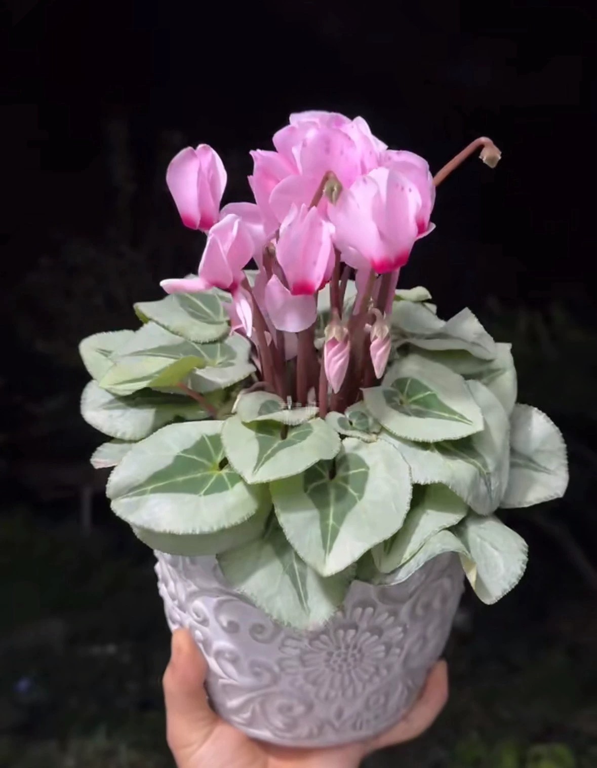 銀飾葉寒冰仙客來 Cyclamen spp. ‘Frosted Silver‘ - Herethere Aquascaping