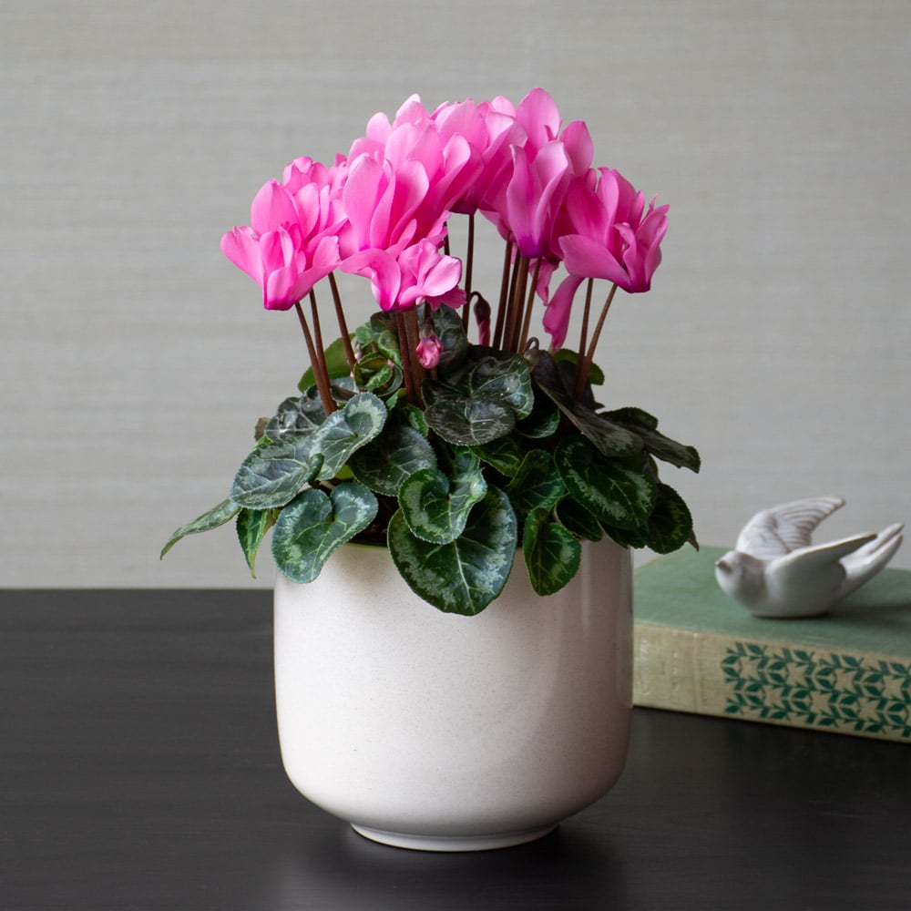 仙客来 Cyclamen：圖片 3