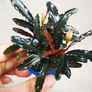 柯達崗辣椒榕Bucephalandra sp. "Kodak"