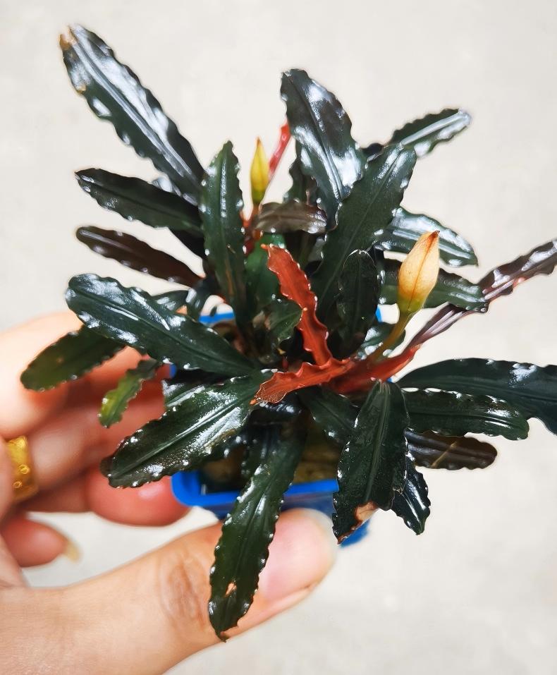 柯達崗辣椒榕Bucephalandra sp. "Kodak"