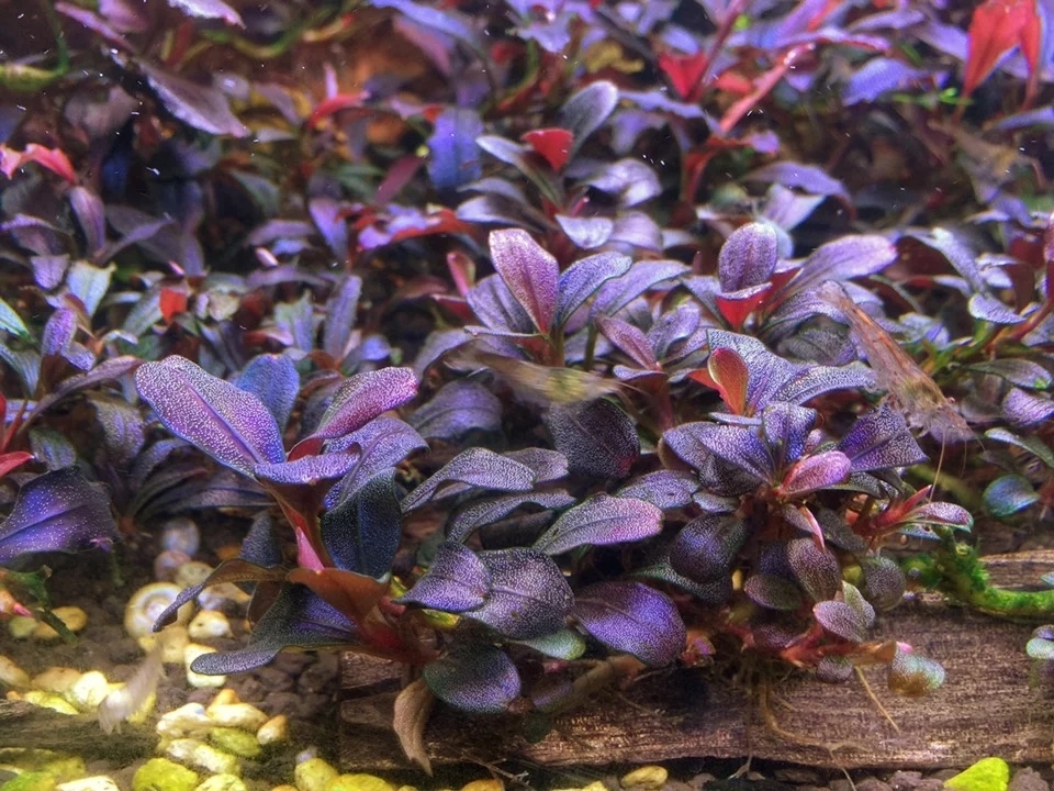 變色辣椒榕 Bucephalandra sp. 變色品種