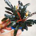 柯達崗辣椒榕Bucephalandra sp. "Kodak"