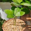 墨西哥四葉鐵mexican-4-leaf-iron-tree