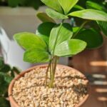 墨西哥四葉鐵mexican-4-leaf-iron-tree