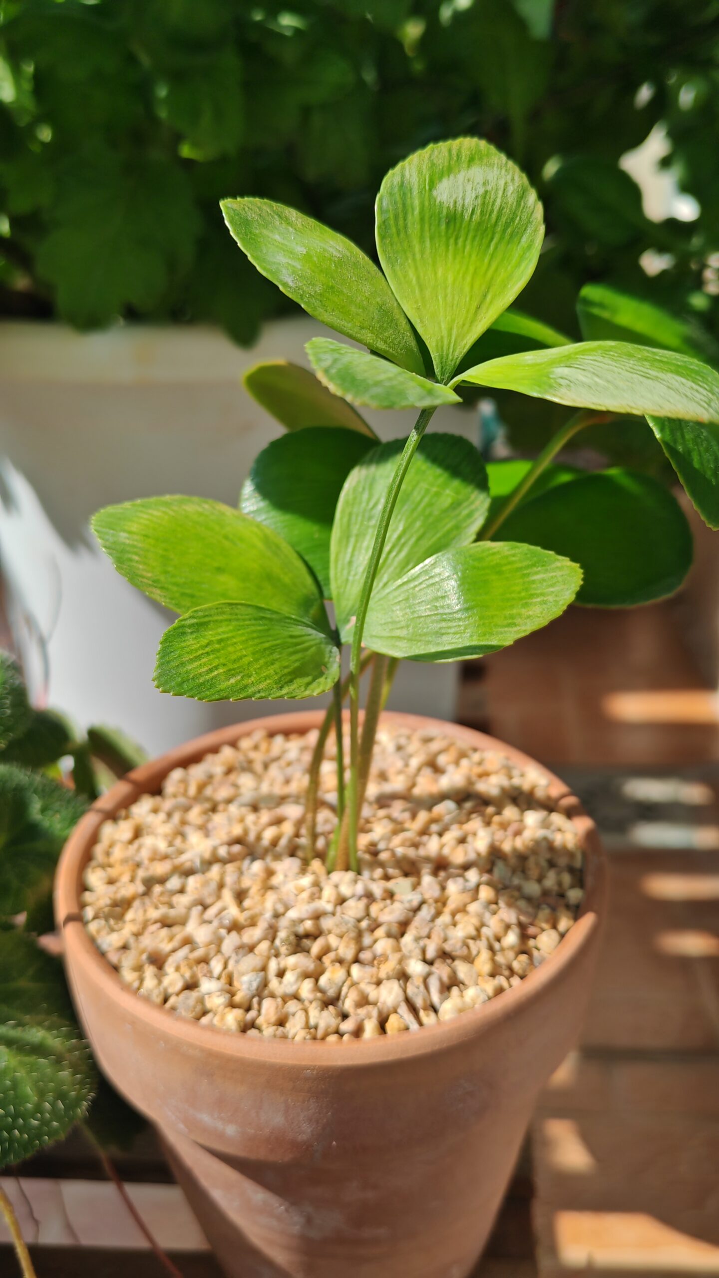 墨西哥四葉鐵mexican-4-leaf-iron-tree