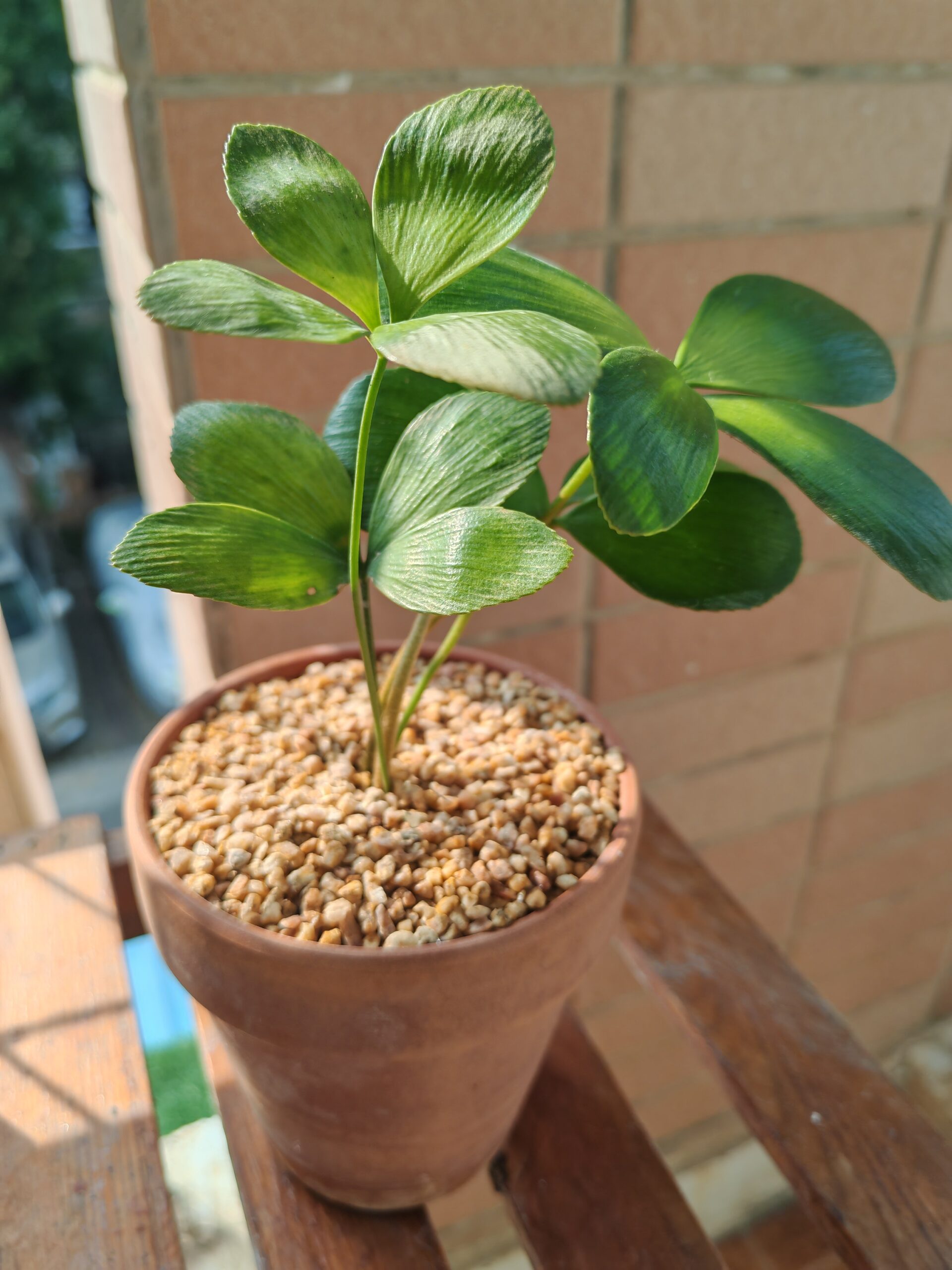 墨西哥四葉鐵mexican-4-leaf-iron-tree