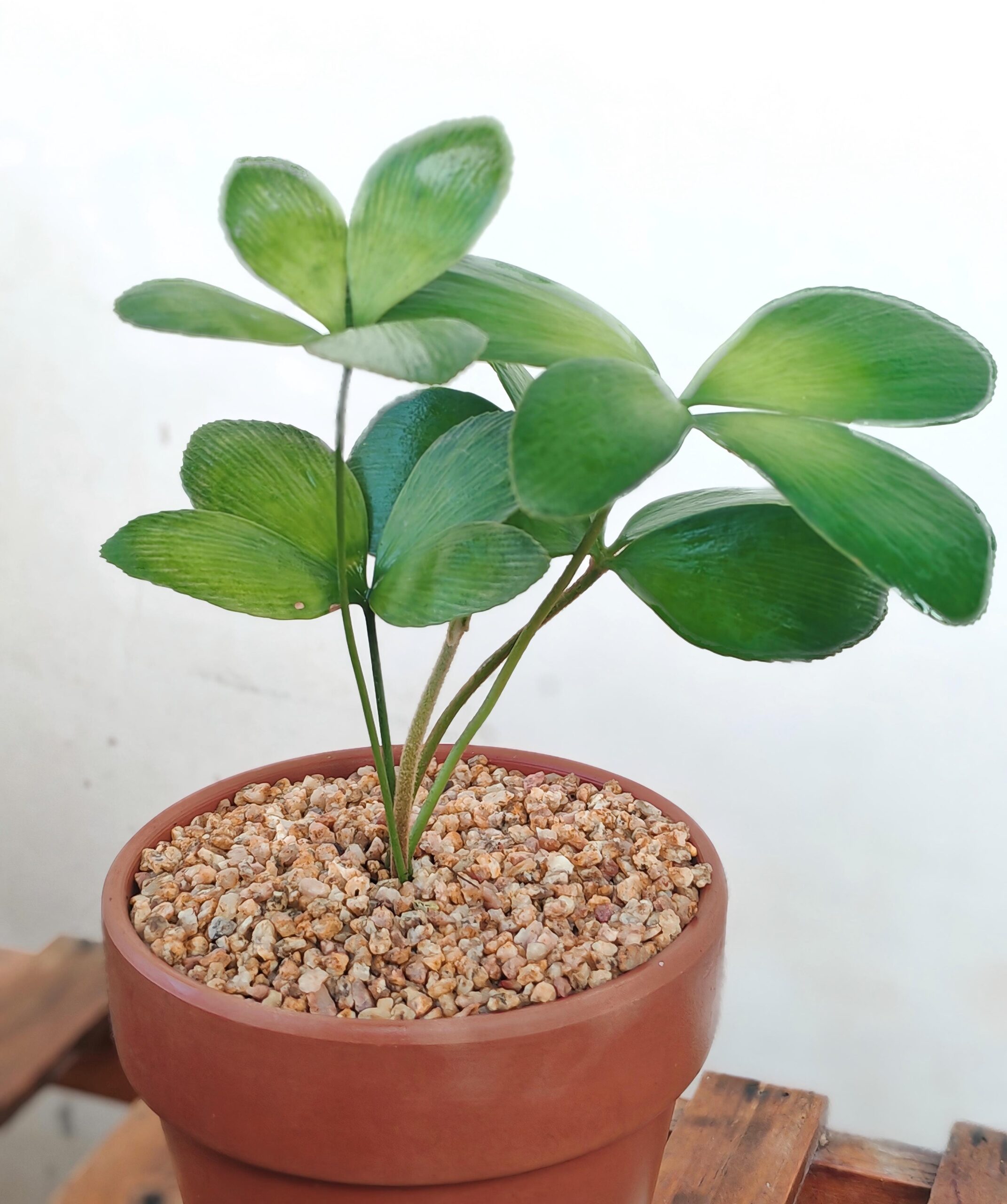 墨西哥四葉鐵mexican-4-leaf-iron-tree