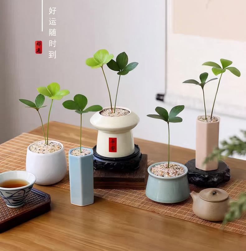 墨西哥四葉鐵mexican-4-leaf-iron-tree