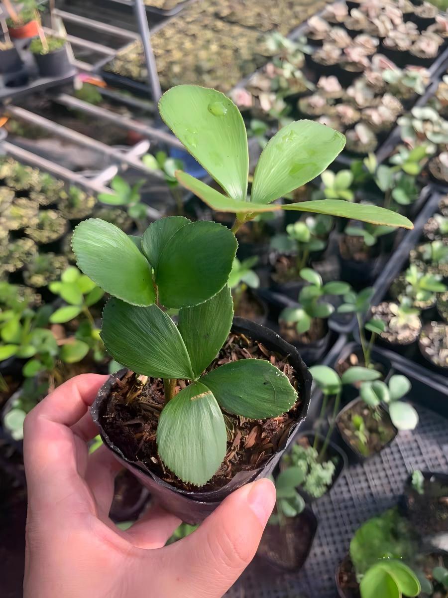 墨西哥四葉鐵mexican-4-leaf-iron-tree