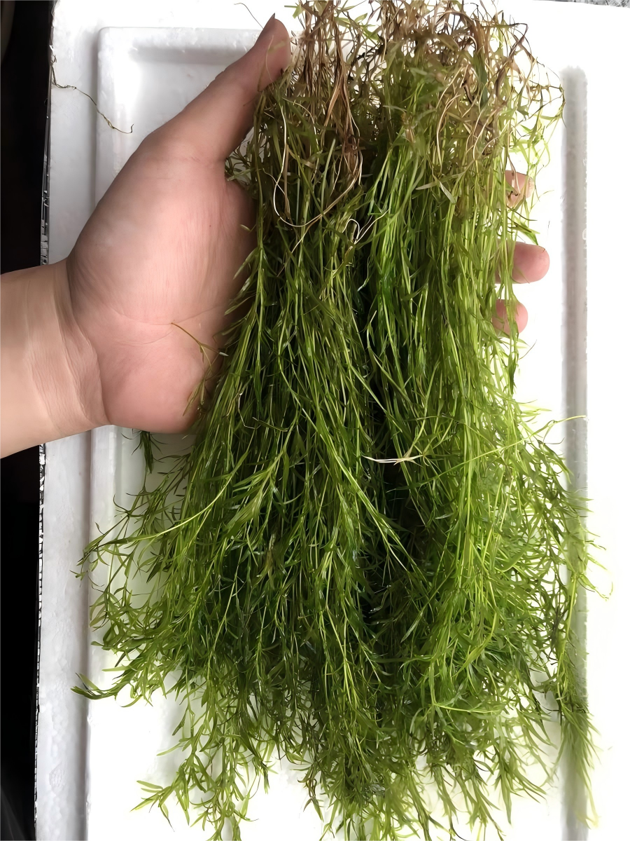 印度竹節草 Cyperus alternifolius:圖片 2