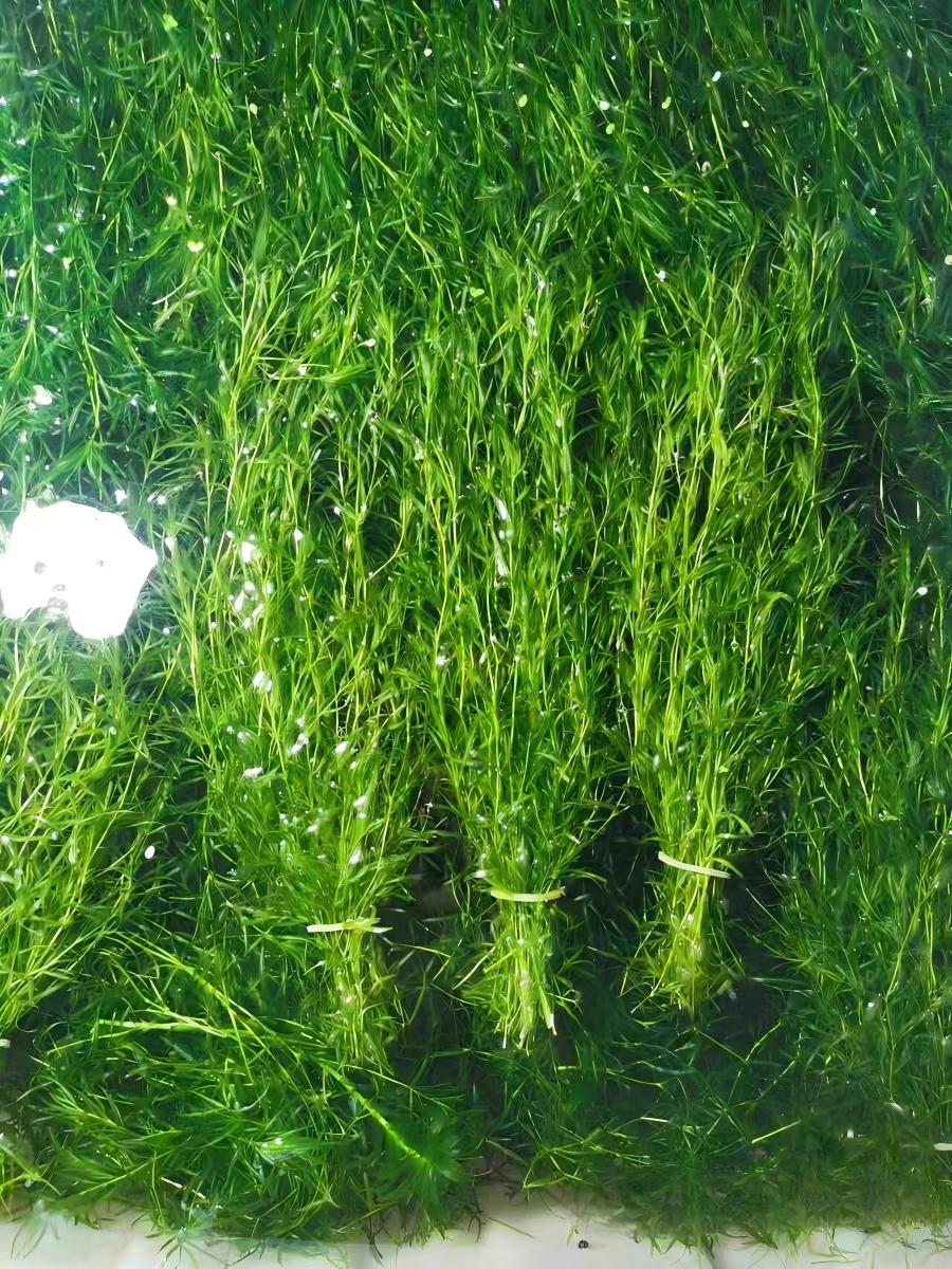 印度竹節草 Cyperus alternifolius:圖片 3