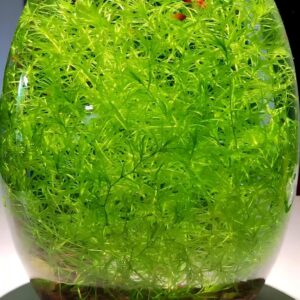 印度竹節草 Cyperus alternifolius