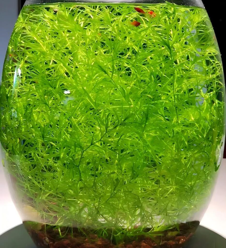 印度竹節草 Cyperus alternifolius