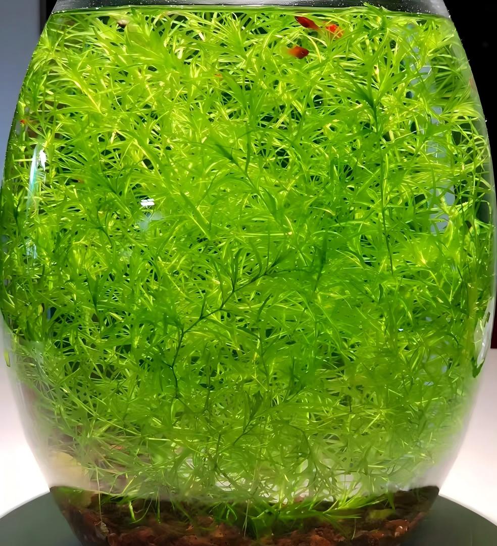 印度竹節草 Cyperus alternifolius