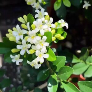 達摩九里香 Murraya paniculata