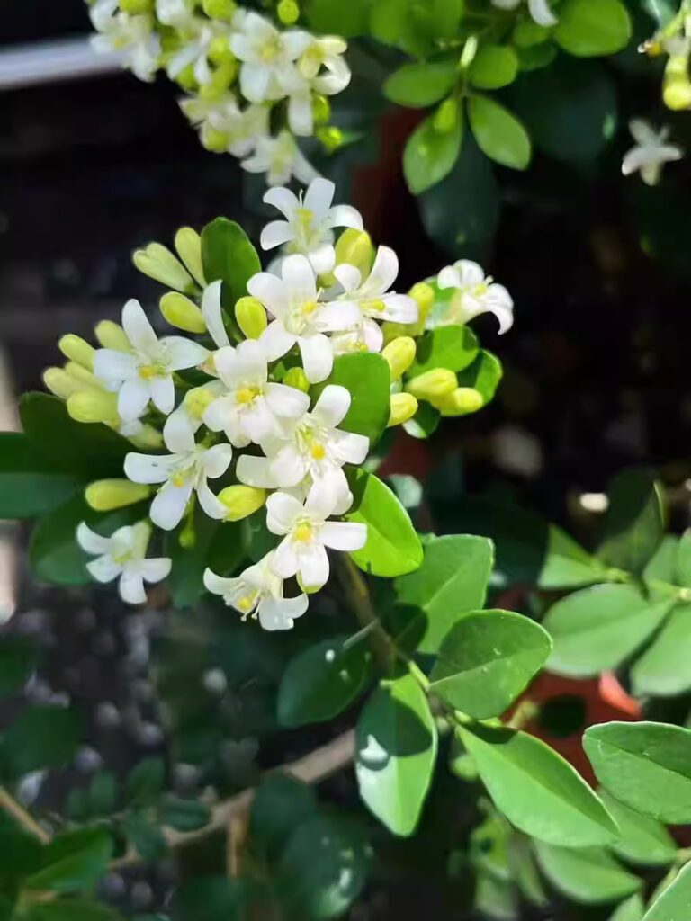 達摩九里香 Murraya paniculata