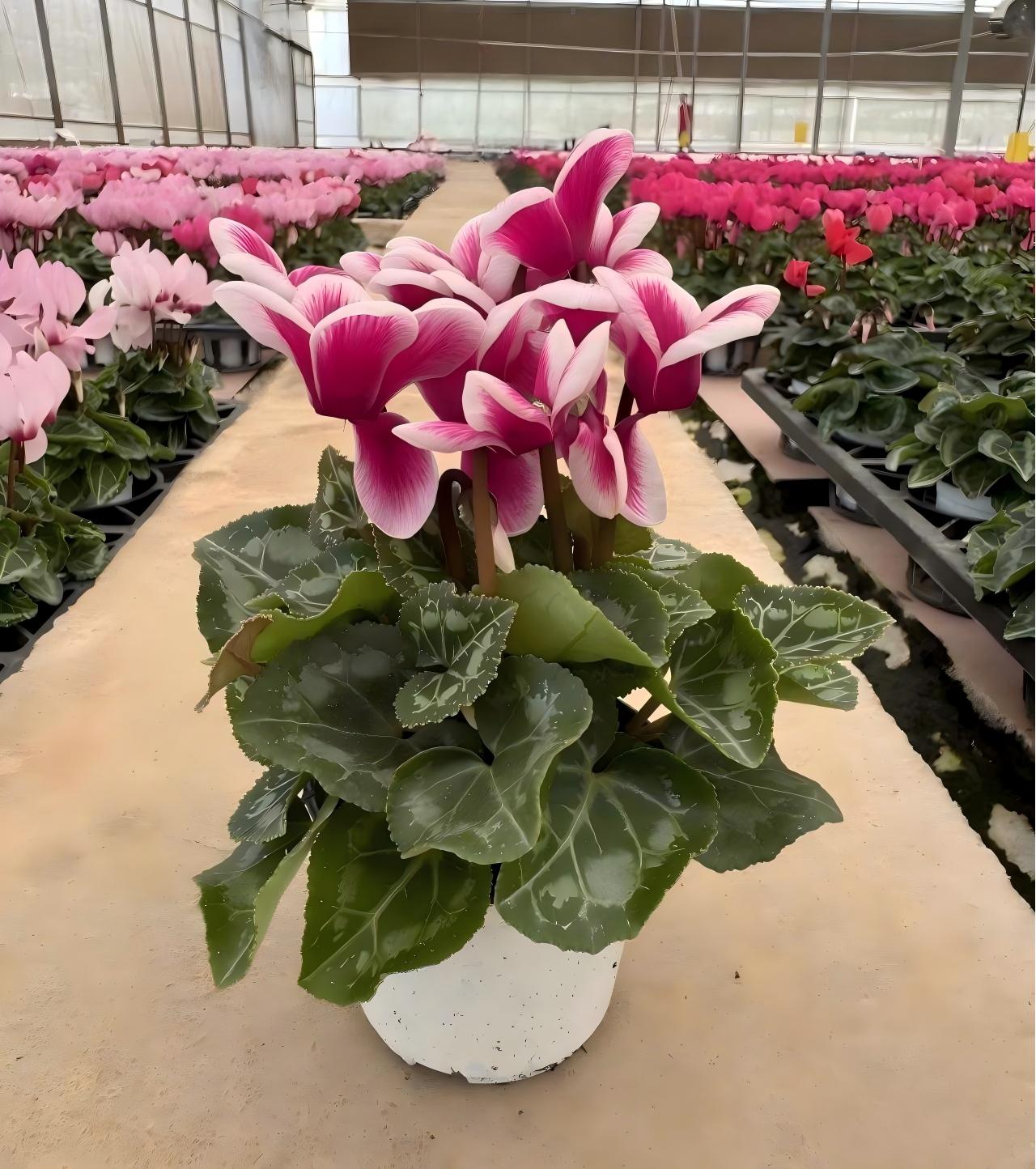 幻影紫仙客来 Cyclamen ‘Phantom Purple’