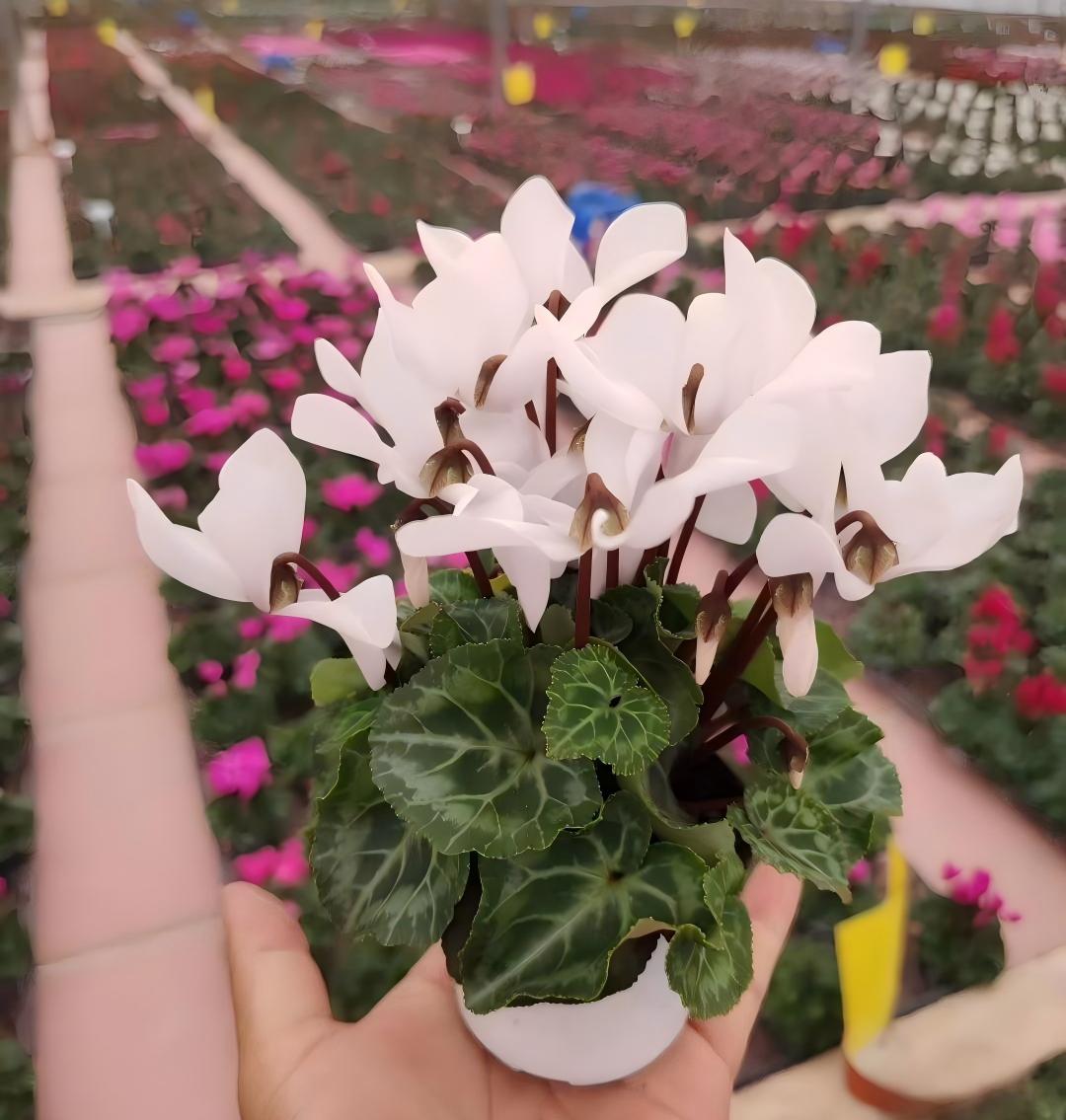 彩虹白仙客来 Cyclamen ‘Rainbow White’:圖片 4