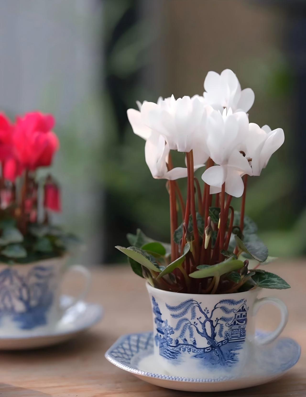彩虹白仙客来 Cyclamen ‘Rainbow White’:圖片 3