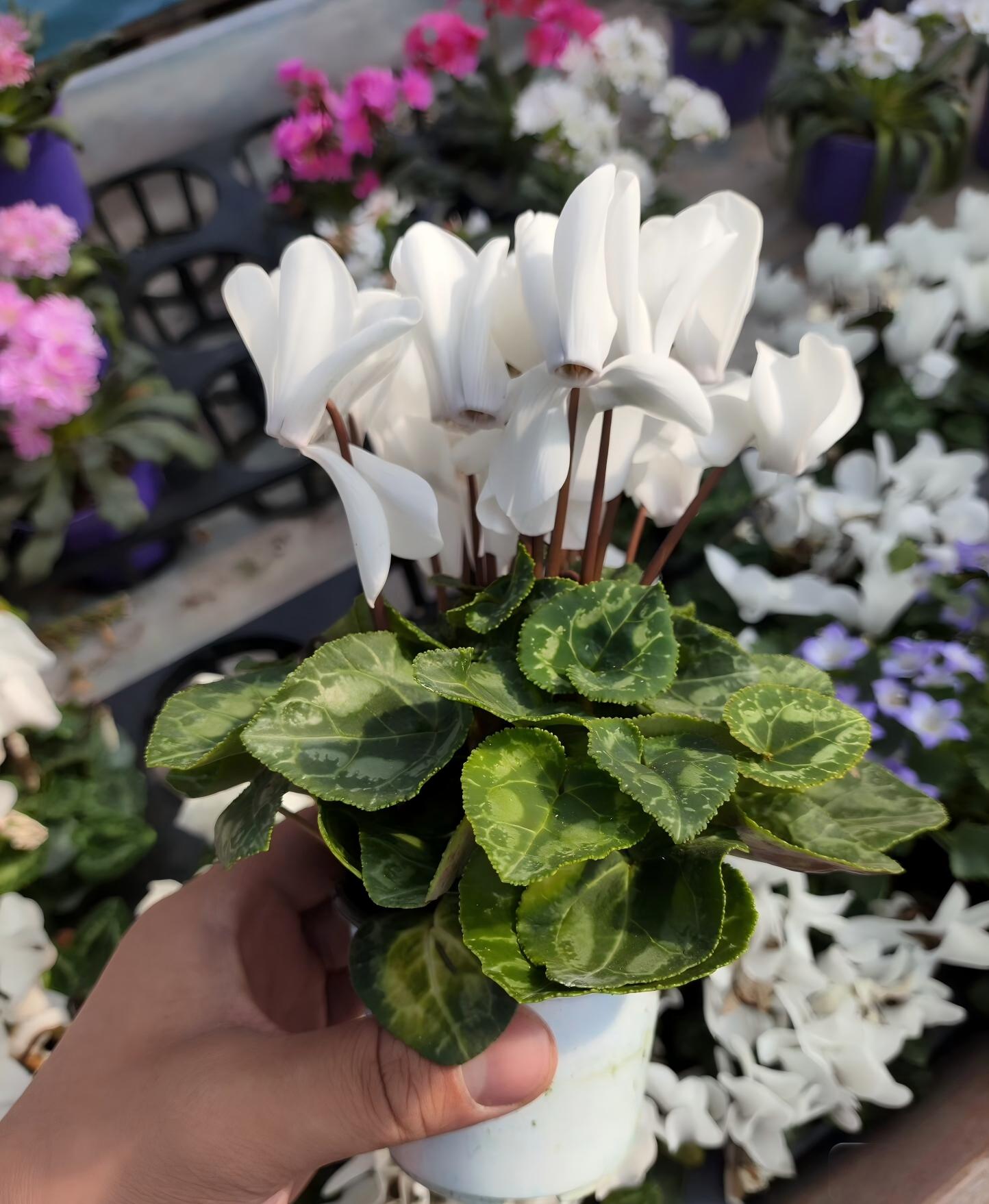彩虹白仙客来 Cyclamen ‘Rainbow White’:圖片 2