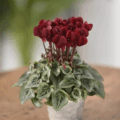 仙客来 Cyclamen