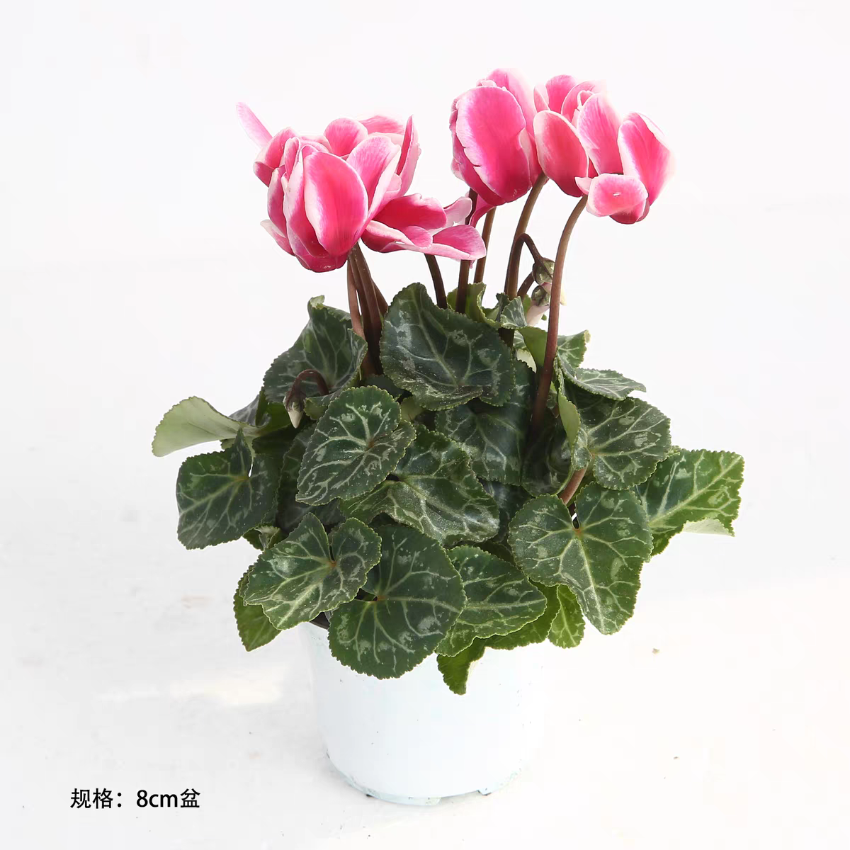 幻影紫仙客来 Cyclamen ‘Phantom Purple’:圖片 3