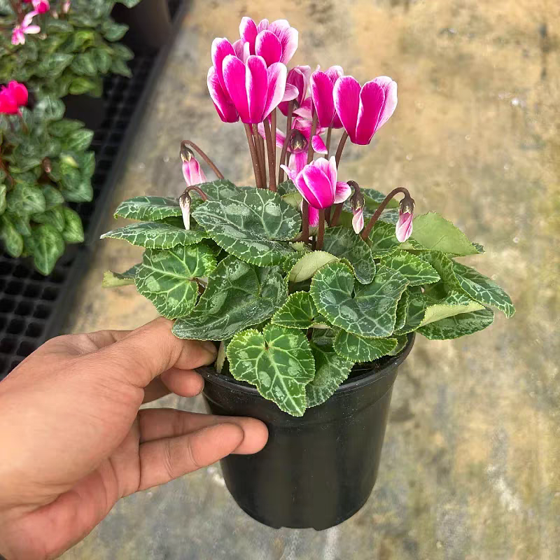 幻影紫仙客来 Cyclamen ‘Phantom Purple’:圖片 2
