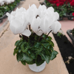 彩虹白仙客来 Cyclamen ‘Rainbow White’