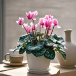 幻影紫仙客来 Cyclamen ‘Phantom Purple’
