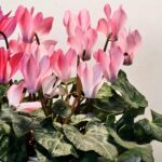 水彩色仙客來 Cyclamen