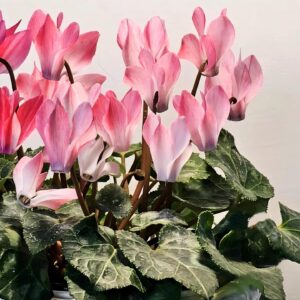水彩色仙客來 Cyclamen 