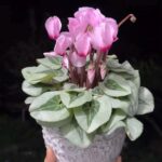 銀飾葉寒冰仙客來 Cyclamen spp. ‘Frosted Silver‘