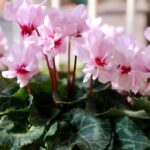 粉重瓣小風車仙客來（Cyclamen spp. ‘Double Pink Pinwheel’）