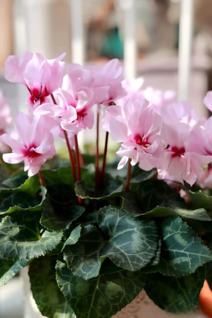 粉重瓣小風車仙客來（Cyclamen spp. ‘Double Pink Pinwheel’）