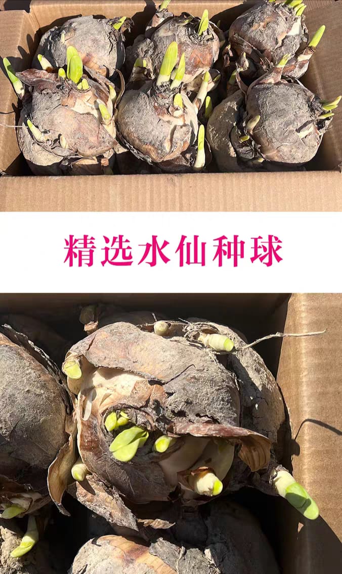 水仙(重瓣):圖片 7